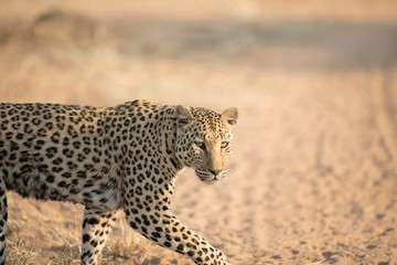 Leopard in the morning light