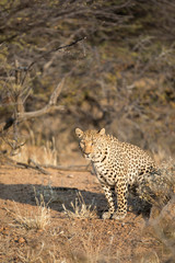 Leopard in the morning light