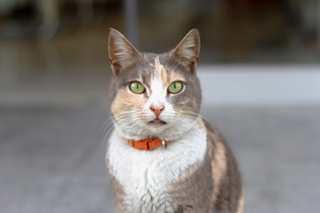  Tabby cat and noble gaze