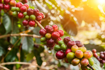 Coffee on tree Arabicas raw and ripe coffee bean in field and sunlight.