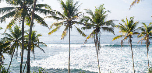 Obraz premium Aerial view of coconut trees at seaside the morning,Sri lanka