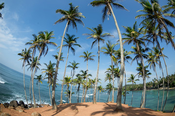 Fototapeta na wymiar View of coconut trees at seaside under blue sky,Sri lanka