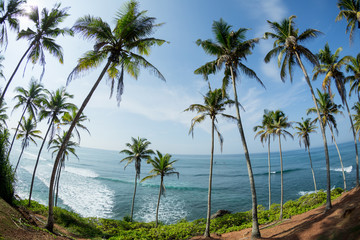 Plakat View of coconut trees at seaside under blue sky,Sri lanka