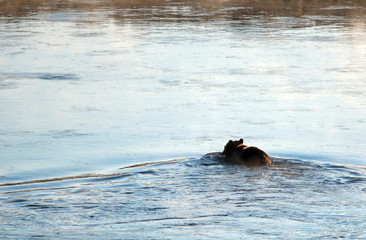 Grizzly bear with elk fawn carcass in his mouth swimming across Yellowstone river in Yellowstone National Park in Wyoming United States