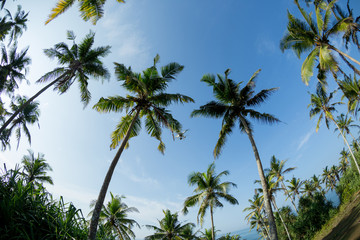 Obraz na płótnie Canvas View of coconut trees at seaside under blue sky,Sri lanka