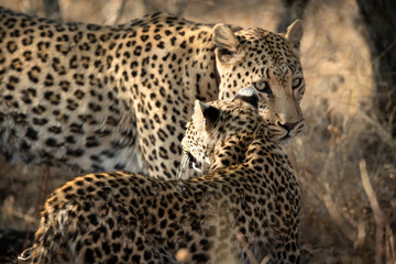 Mother and cub leopard