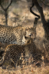 Fototapeta na wymiar Mother and cub leopard