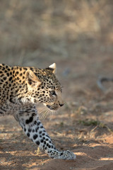 Young leopard