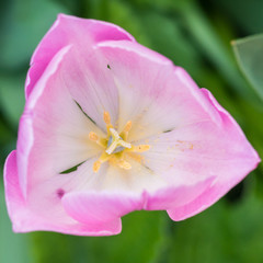 Fototapeta na wymiar Pink Tulip