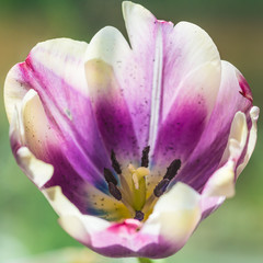 Obraz na płótnie Canvas Pretty Tulip