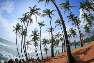 Palm trees at sunny seaside hill