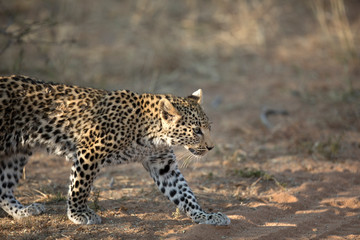 Fototapeta na wymiar Young leopard