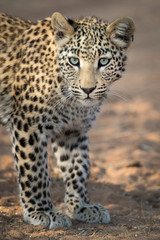 Fototapeta na wymiar Young leopard