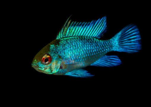 Ramirezi Bilder Durchsuchen 469 Archivfotos, und