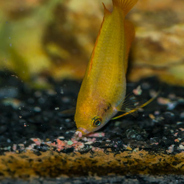 Gulping Gourami