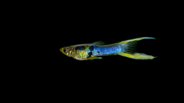 Endler