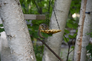 chipmunk in the bird feeder