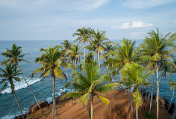Fototapeta na wymiar Aerial view of coconut trees at seaside the morning,Sri lanka