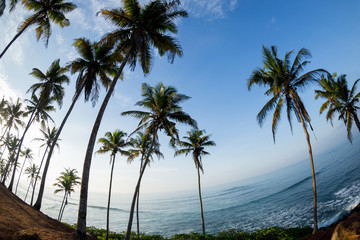 Fototapeta na wymiar View of coconut trees at seaside under blue sky,Sri lanka