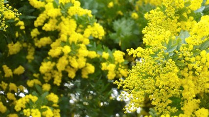 ぼかしたミモザの左右に蕾のクローズアップ