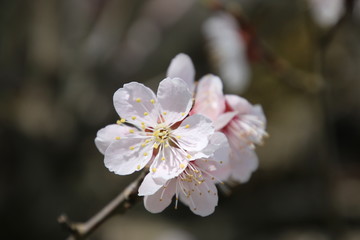 梅の花・クローズアップ