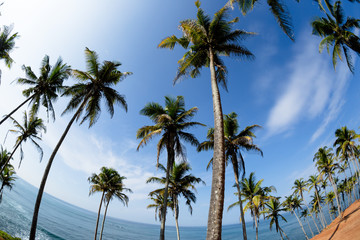 Fototapeta na wymiar Palm trees at sunny seaside hill 