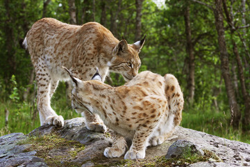 Naklejka na ściany i meble Male and Female Lynx