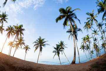 Fototapeta na wymiar Palm trees at sunny seaside hill 