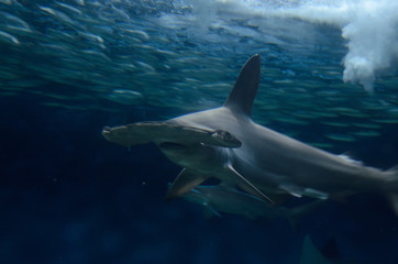 水族館のサメ