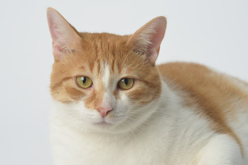 cat on a white background