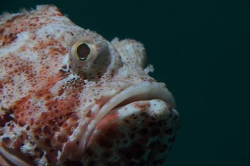 葛西臨海水族館のカサゴ