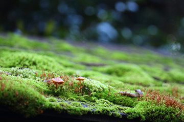 小さなキノコの世界