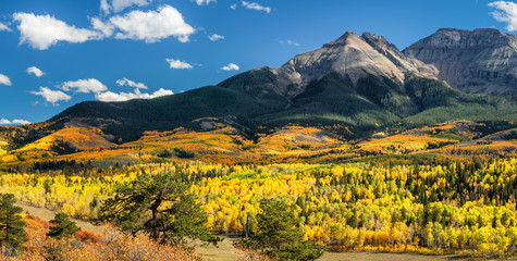 Obraz premium Autumn Aspen wzdłuż Ridgway Colorado County Road 5