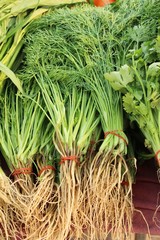 Fresh coriander for cooking in the market