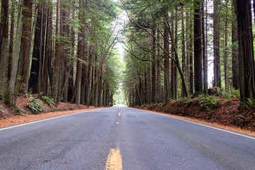 Road Passing through Redwood Forest