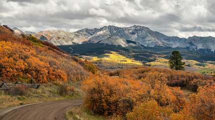 Golden Autumn Aspen on Last Dollar Road near Telluride Colorado