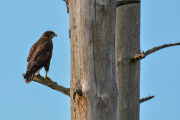 The bird  of prey Common Buzzard (buteo buteo) sits on a old dry tree branch and watches around, blue sky background