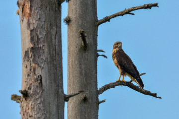 The bird  of prey Common Buzzard (buteo buteo) sits on a old dry tree branch and watches around, blue sky background
