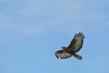 The bird  of prey Common eurasian Buzzard (buteo buteo) flies with open wings on blue sky background with free copy space