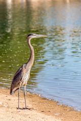 Great Blue Heron