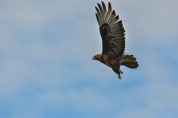 The bird  of prey Common eurasian Buzzard (buteo buteo) flies with open wings on blue sky background with free copy space