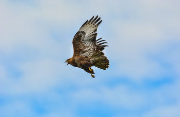 The bird  of prey Common eurasian Buzzard (buteo buteo) flies with open wings on blue sky background with free copy space