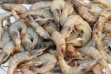 Fresh shrimp for cooking at street food