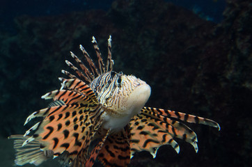 葛西臨海水族館のミノカサゴ