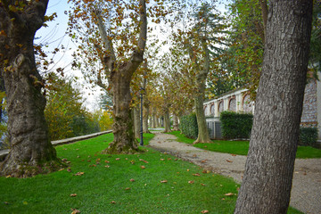 view of the trees in the Palace garden