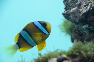 葛西臨海水族館のカクレクマノミ