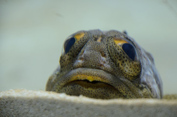 葛西臨海水族館の面白い魚