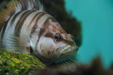 葛西臨海水族館のハタ