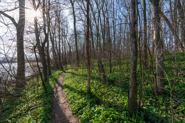 Obraz premium Kleiner Pfad am Seeufer im Frühjahr