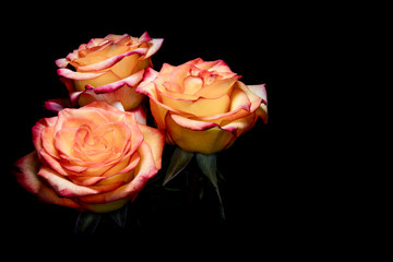 Yellow and Pink Roses on Black Background